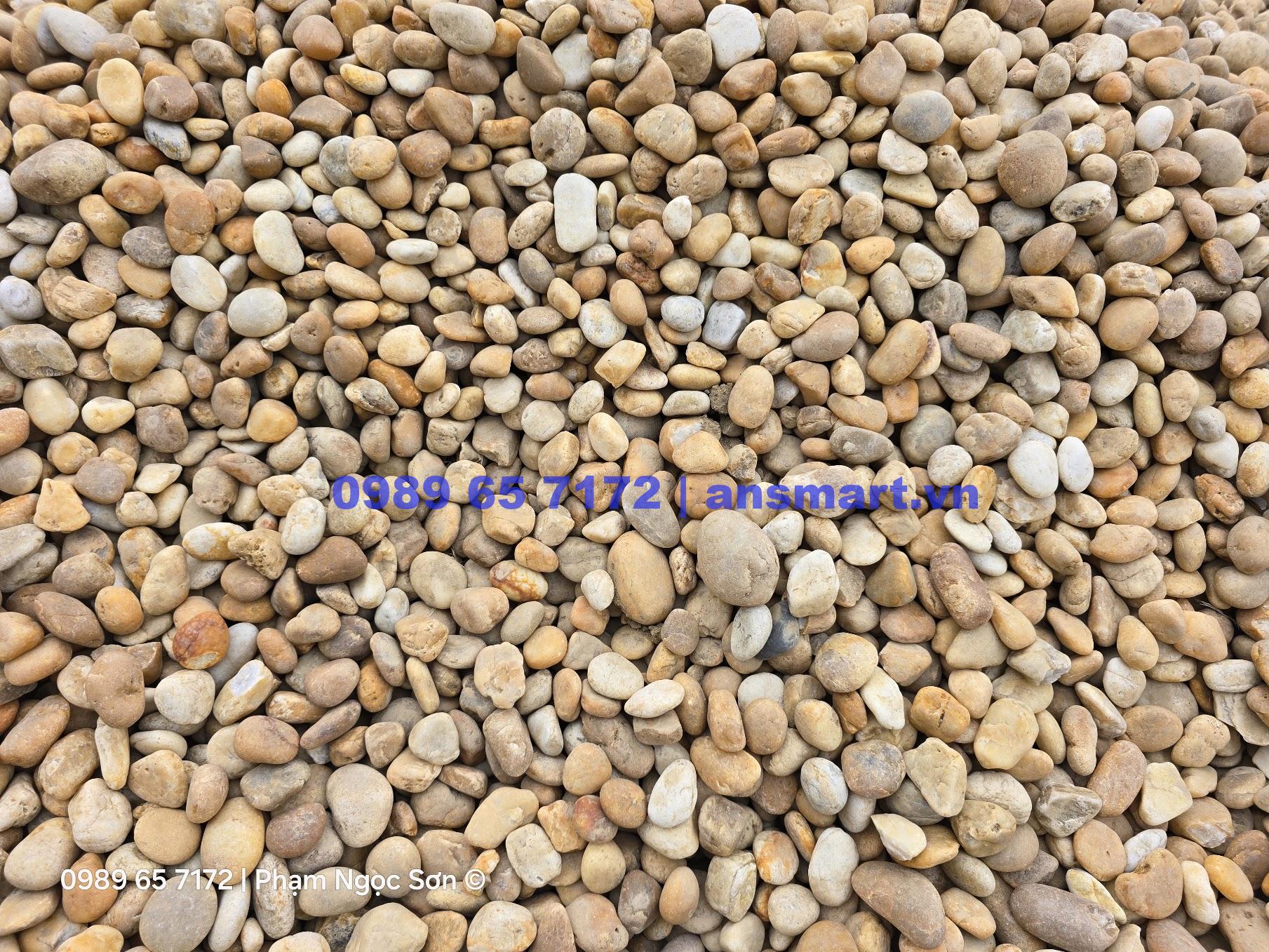 Giá sỏi cuội vàng Giá sỏi cuội vàng
